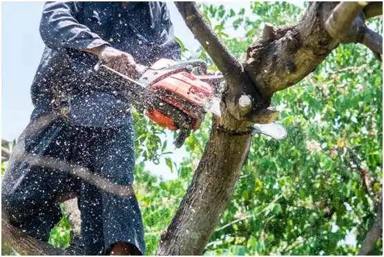 tree services Dewar